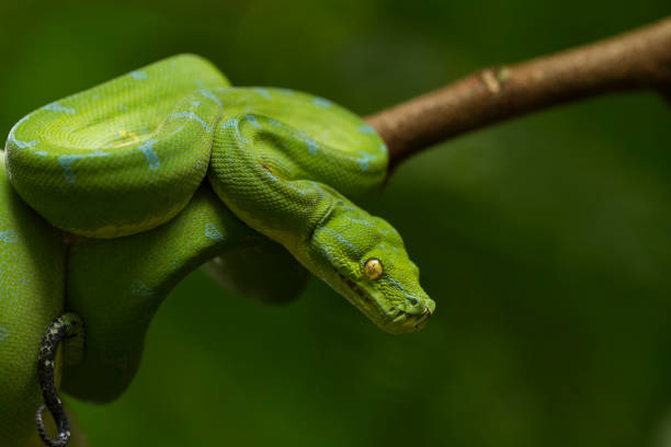 python d’arbre vert (morelia viridis) localité de sorong - green tree python photos et images de collection