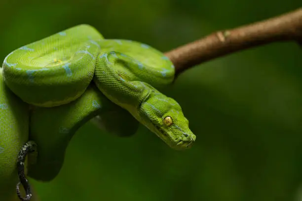 Photo of Green tree python (Morelia viridis) sorong locality