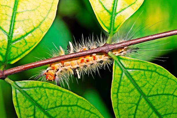 istock Hairy Caterpillar crawling on green branch. 1273856768