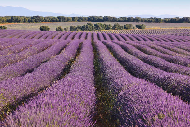 istock Lavender fields in summer. Guadalajara, Spain 1273857743