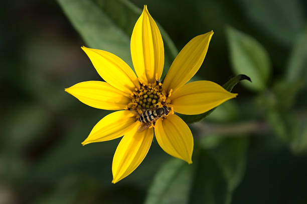 istock a bee on a bright yellow flower is looking for nectar 1273857769
