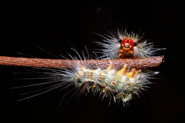 caterpillar peludo gateando y encendiendo la rama. - branch caterpillar animal hair insect fotografías e imágenes de stock