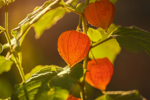 Daytime outdoor side view macro close-up of a cut out single imperfect Chinese Lantern husk (Physalis Alkekengi Franchetii), back lit with defocussed green trees in the background