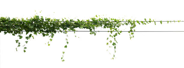 istock ivy plant hanging on electric wire isolate on white background 1273859324