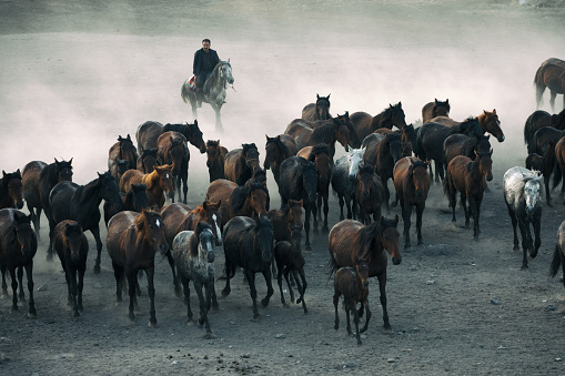 A turkish horse shepherd and his wild horses captured in Hormetci Village, Hacilar, Kayseri, Turkey