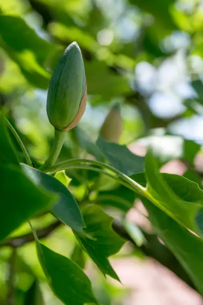 Liriodendron tulipifera flowering ornamental beautiful tulip tree, tulipwood in bloom during late springtime, green leaves