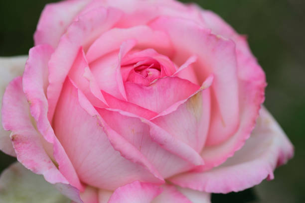 istock Close-up of pink rose in spring. 1273861107