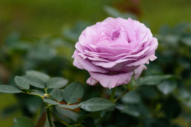 istock Close-up of pink rose in spring. 1273861113