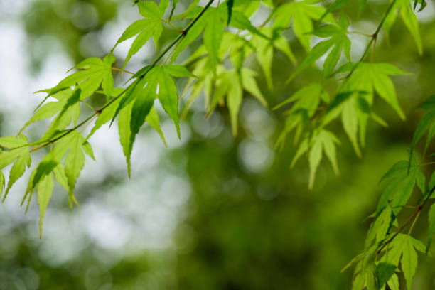 istock Close-up of green branch in spring. 1273861122