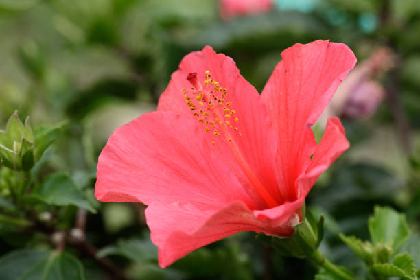 istock Close-up of a red flower in spring. 1273861123