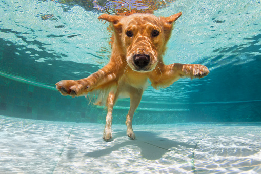 Underwater funny photo of golden labrador retriever puppy in swimming pool play with fun - jump, dive deep down. Activities, training classes with family pets. Popular dog breeds on summer vacation