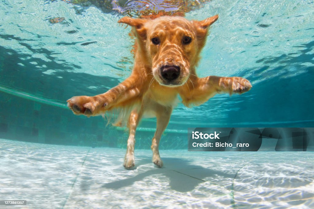 Underwater funny photo of golden labrador retriever in swimming pool Underwater funny photo of golden labrador retriever puppy in swimming pool play with fun - jump, dive deep down. Activities, training classes with family pets. Popular dog breeds on summer vacation Dog Stock Photo