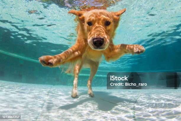 Underwater Funny Photo Of Golden Labrador Retriever In Swimming Pool Stock Photo - Download Image Now