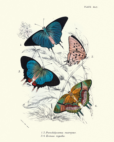 Vintage colour illustration of Butterflies, Pseudolycaena marsyas, the Cambridge blue, giant hairstreak or Marsyas hairstreak, is a species of butterfly in the family Lycaenidae. Evenus regalis a butterfly genus in the family Lycaenidae