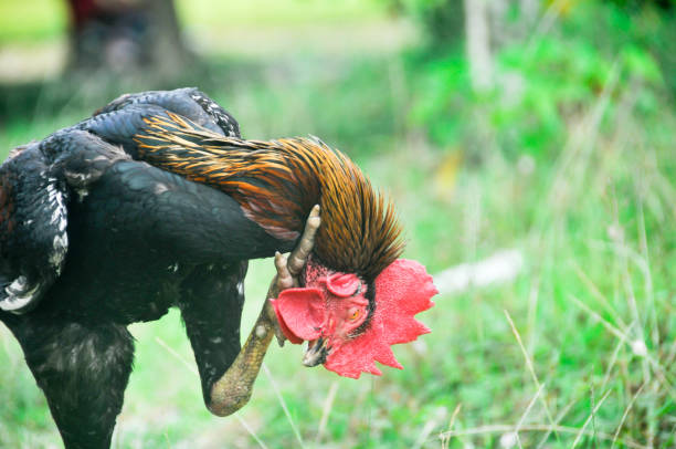 Hỗ trợ quá trình hồi phục