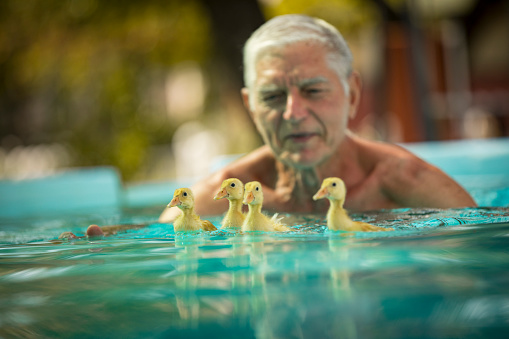 Senior Man Watching Ducklings Swimming in Swimming Pool.