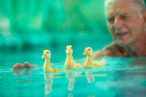 Smiling Senior Man Swimming With His Pet Ducklings in Swimming Pool.