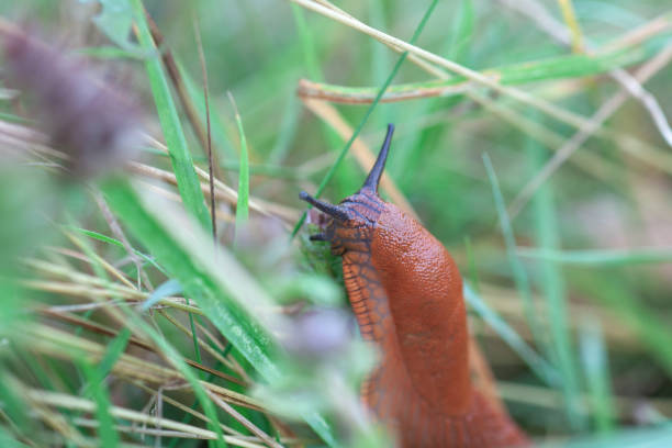 istock Brown Spanish slug crawling in summer garden, selective focus 1273869876
