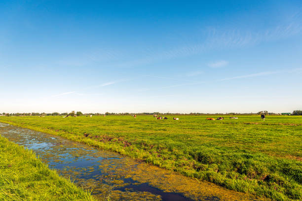 paisaje típico holandés de pólder en verano - alblasserwaard fotografías e imágenes de stock