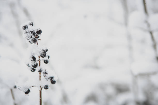 istock snowy trees and forest in winter 1273878411