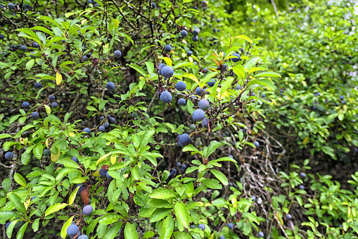 Blue fruits of  blackthorn (Prunus spinosa). Also known as Sloe.