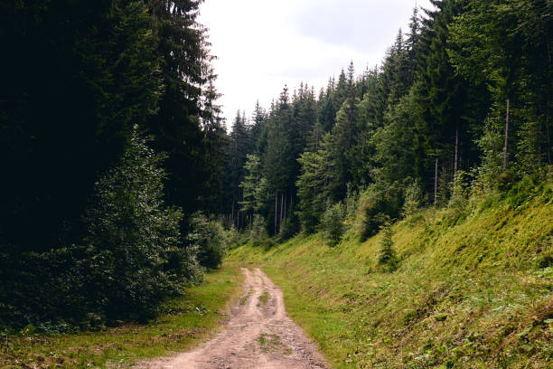 istock Forest in summer. A path between fir and pine-tree during a sunny day. Dark autumn forest. Hiking in wild mountain. Adventure Travel Concept 1273883462