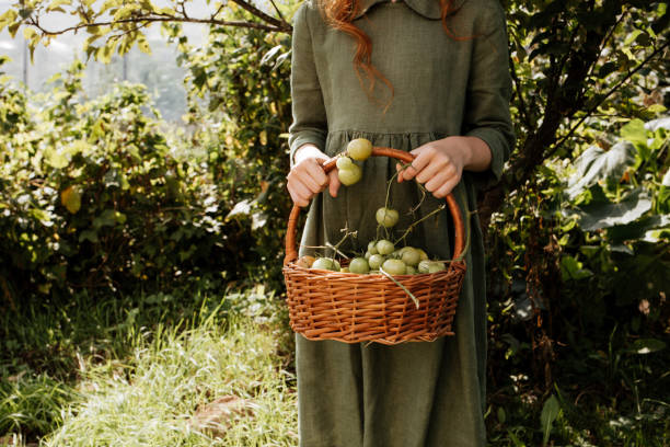 istock Basket of green tomatoes 1273887792
