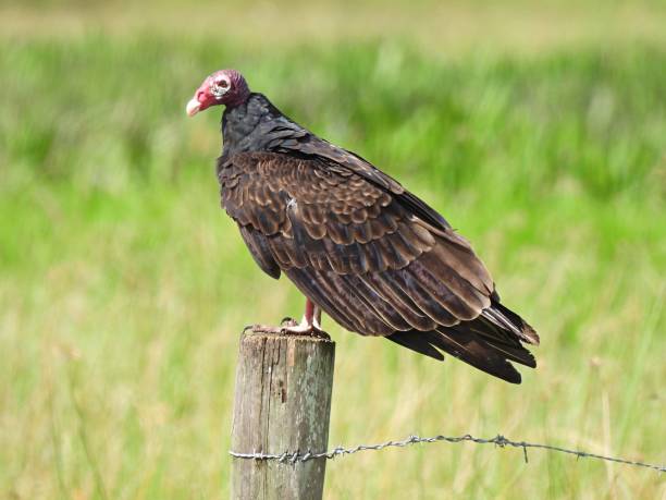 istock Turkey Vulture (Cathartes aura) perched on a wood post 1273888567