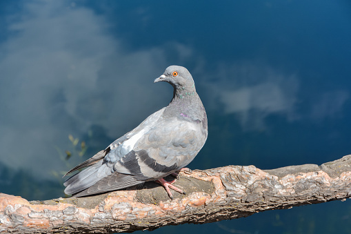 a pigeon sits on the root of a tree and looks at the water