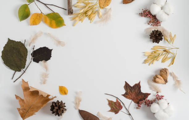 istock Layout of autumn dry materials of different trees on a white background. Copy space, flat lay, autumn frame concept 1273888899