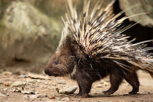 malayan porcupine - puercoespín fotografías e imágenes de stock