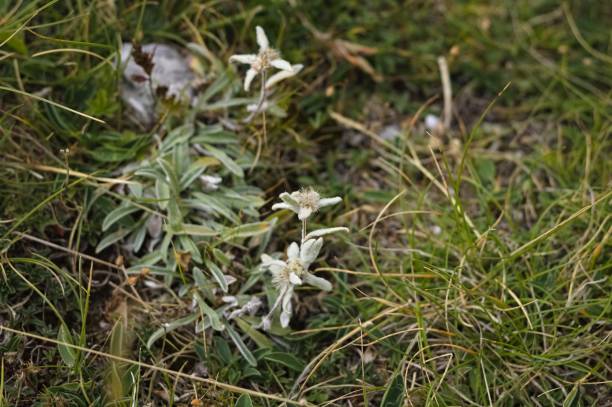 istock Edelweiss on mountain meadows (Marche, Italy, Europe) 1273898589
