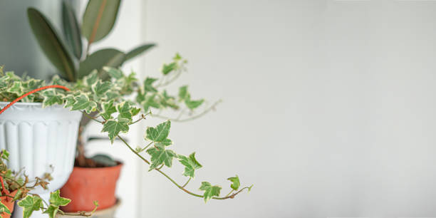 istock ivy plant in vintage pot with grey cement copy space,banner. 1273899541