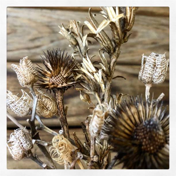 Dried Out Flower Seed Pods Close-Up on Wooden Table stock photo
