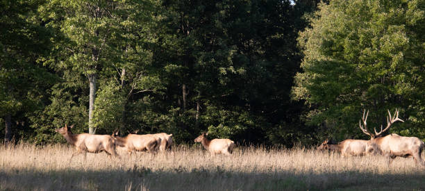 istock Bull elk wih his harem 1273899793