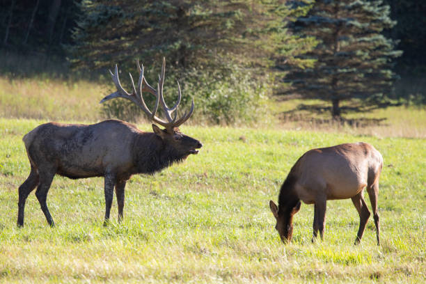 istock Bull and cow elk 1273899803
