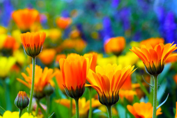 marigold flowers close-up. Yellow flowers on a blue background.