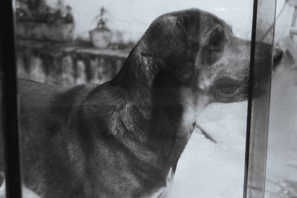 istock a dog behind the glass 1273900446