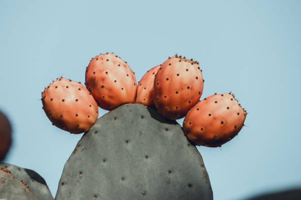 istock Ripe prickly pears from southern Italy 1273900507