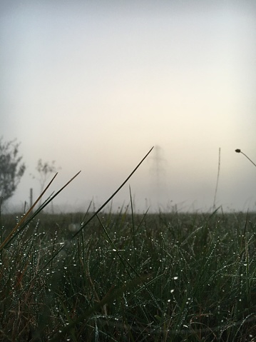 Foggy morning wet damp dew on grass