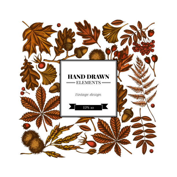 quadratisches design mit farbigen farn, hund rose, rowan, ginkgo, ahorn, eiche, rosskastanie, kastanie, weißdorn - hawthorn square shape square leaf stock-grafiken, -clipart, -cartoons und -symbole