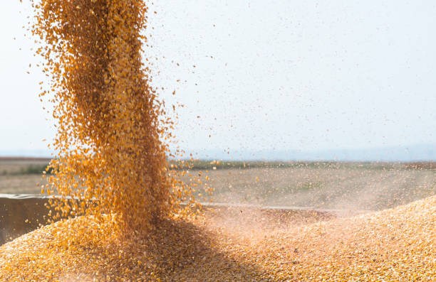 istock Combine harvester pours corn maize seeds. 1273903671