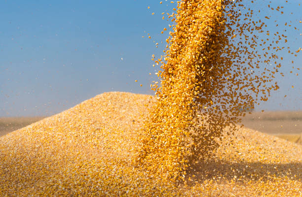 istock Combine harvester pours corn maize seeds. 1273903700