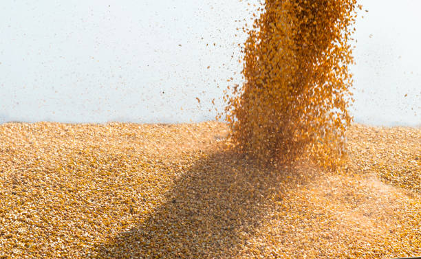 istock Combine harvester pours corn maize seeds. 1273903711