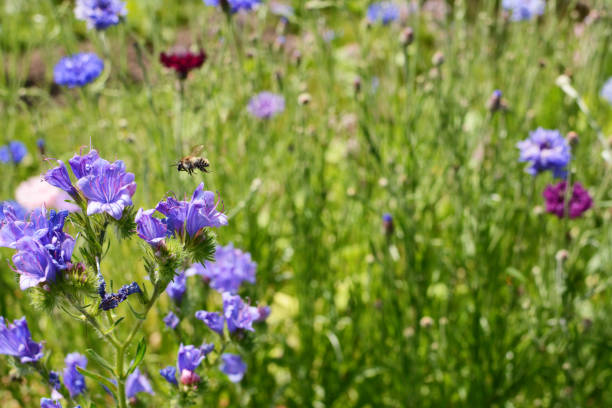 istock Shrill carder bee flying above viper's bugloss flowers 1273903750