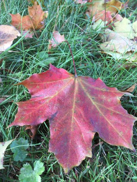 istock Field maple tree leaves, autumn fall red beautiful colours 1273903809