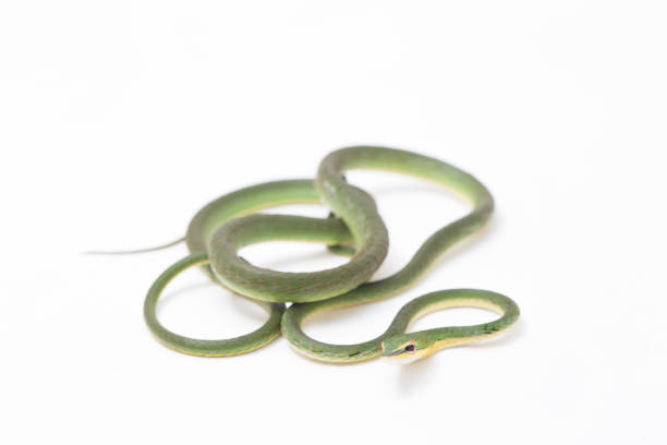 Asian vine snake / Ahaetulla prasina isolated on white background