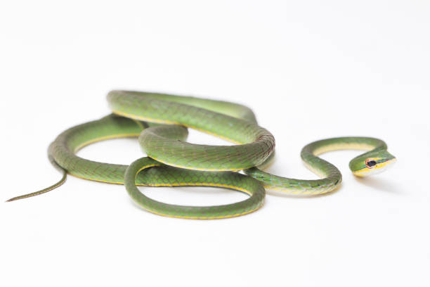 istock Asian vine snake / Ahaetulla prasina isolated on white background 1273903956