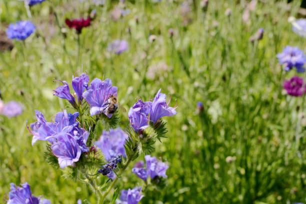 istock Shrill carder bee gathering nectar and pollen from viper's bugloss 1273904094