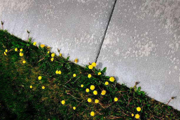 istock Dandelions and grass growing next to concrete sidewalk pathway 1273904184